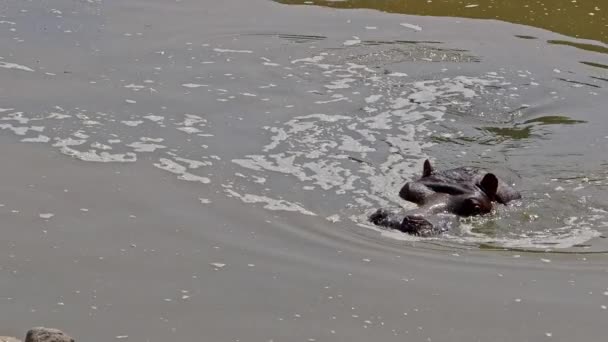 Ιπποπόταμος Επιπλέει Swamp Νερό Πλάνα — Αρχείο Βίντεο