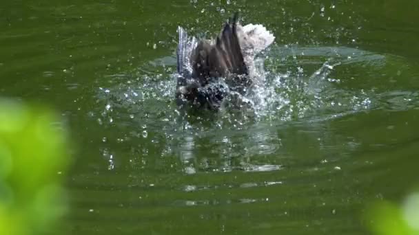 Entenpflege Grünen Wassersee — Stockvideo