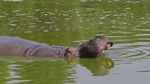 Hippo Flutuando Água Pântano Abre Sua Filmagem Boca Mandíbula — Vídeo de Stock