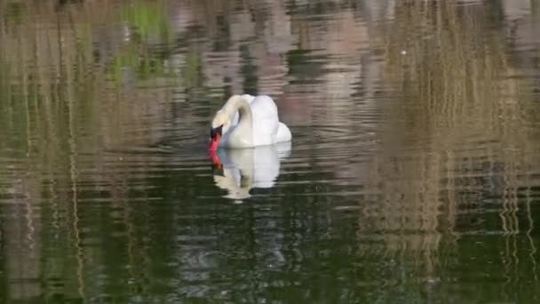 白い白鳥が浮かんで湖の水の映像で食べ物を探しています — ストック動画