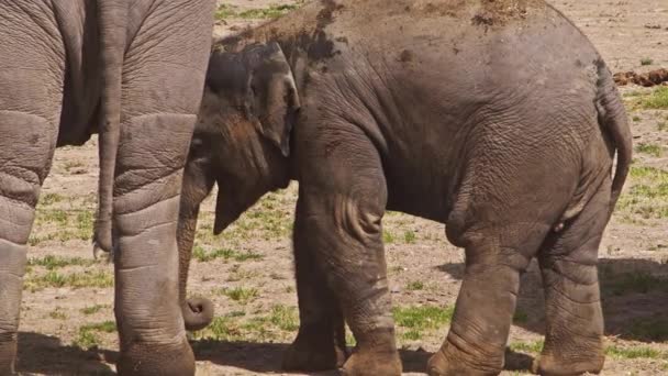 Baby Elephant Chronione Przez Matkę Jej Nagraniu Stada — Wideo stockowe