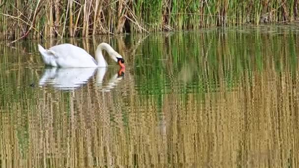 Witte Zwaan Drijvend Zoek Naar Voedsel Lake Water Beelden — Stockvideo