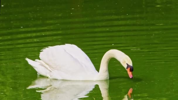 白い白鳥が浮かんで湖の水の映像で食べ物を探しています — ストック動画