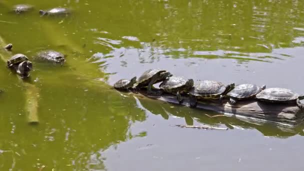 Many Water Turtles Resting Gathering Energy Water Footage Tree Stump — Stock Video