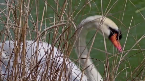 Silhouette White Lonely Swan Lebeg Green Lake Water Footage Ben — Stock videók