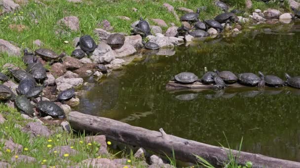 Многие Водяные Черепахи Отдыхают Собирают Энергию Рядом Водой Кадрами Пне — стоковое видео