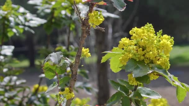 Méhek Gyűjtése Pollen Sárga Virágok Erdőben Footage — Stock videók