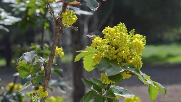 Abejas Miel Recogiendo Polen Flores Amarillas Bosque — Vídeos de Stock