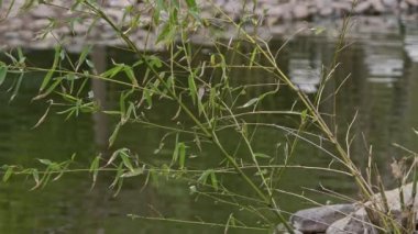Green Lake Video 'nun yanındaki Bitki ve Çeşme.
