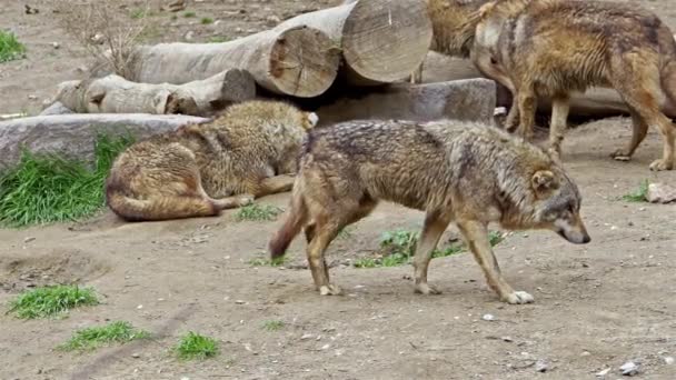 Stado Dzikich Wilków Wędrujących Siedliskach Leśnych — Wideo stockowe
