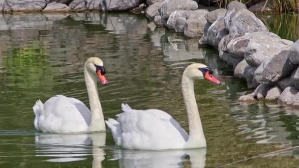 Two White Swans Floating Green Watery Forest Lake Footage — Stock Video