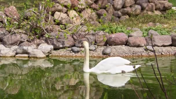 Dua White Swans Mengambang Green Watery Forest Lake Footage — Stok Video
