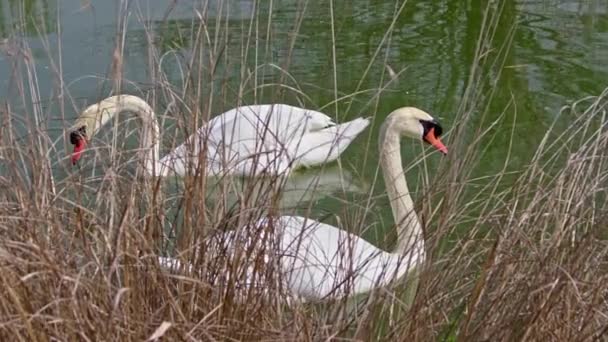 Два Белых Лебедя Плавают Зеленом Лесном Озере — стоковое видео