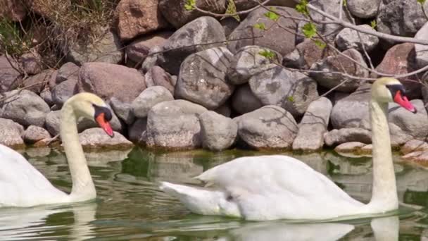 Dois Cisnes Brancos Flutuando Green Watery Forest Lake Filmagem — Vídeo de Stock