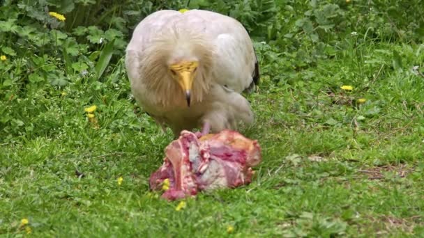 White Egypt Corn Vulture Eating Caught Meat Footage — Stock Video