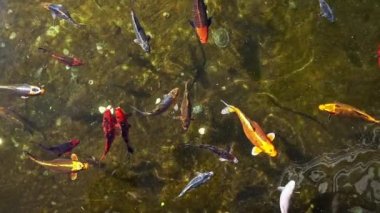 Sakin Göl Suyu 'nda yüzen Renkli Japon Balığı Sürüsü.