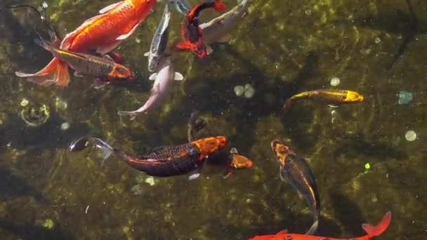 Színes Aranyhalak Sokasága Úszik Nyugodt Tavi Vízfelvételeken — Stock videók