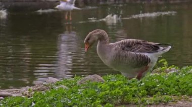 Greylag Kaz Gölü kıyısında Yürüyor.