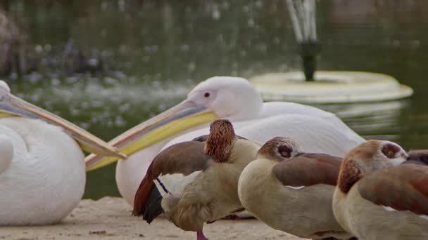 湖と噴水の映像によって寒さに包まれた鳥 — ストック動画