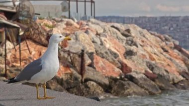 Yalnız üzgün martı terk edilmiş eski deniz görüntülerinde beton zeminde duruyor..