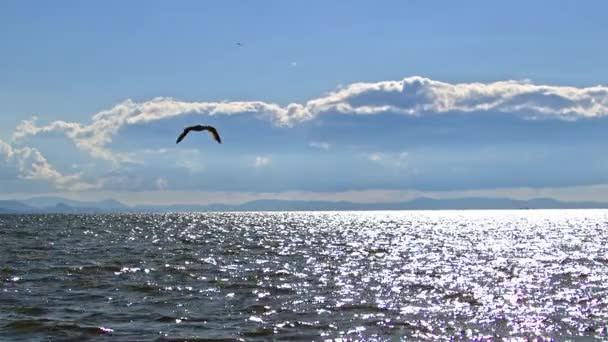 Seagull Soaring Blue Cloudy Sky Slow Motion Footage — Vídeo de stock