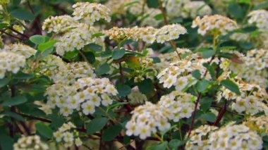 Alyssum Çiçek Bahçe Sezonu Bahar Çekimlerinde Çiçek Açtı.