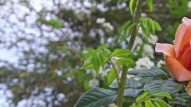 Bahar mevsiminde Karışık Portakal ve Sarı Gül Çiçeğinin Yakın Çekimi.