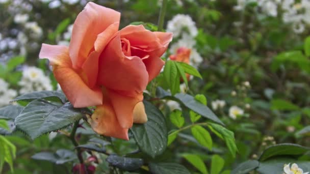 Close Mixed Orange Yellow Rose Flower Blooming Spring Season Footage — Vídeo de Stock