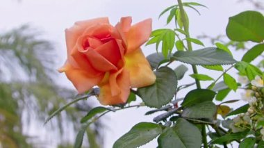 Bahar mevsiminde Karışık Portakal ve Sarı Gül Çiçeğinin Yakın Çekimi.