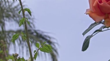 Bahar mevsiminde Karışık Portakal ve Sarı Gül Çiçeğinin Yakın Çekimi.