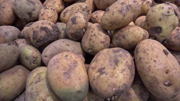 Pile Organic Fresh Ripe Potatoes Footage — Video Stock