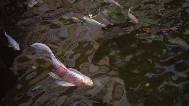 Slow Motion Colorful Goldfish Pond Swimming School Fish Pool Närbilder — Stockvideo