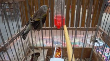 Şirin Melez Saka kuşu Kafes Çekiminde Kanat çırpıyor.