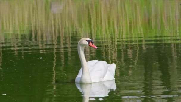 美しい白だけ白鳥が緑の湖の水の映像に浮かぶ — ストック動画