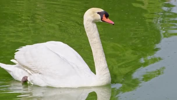 Beautiful White Alone Swan Floating Green Lake Water Footage — Stockvideo