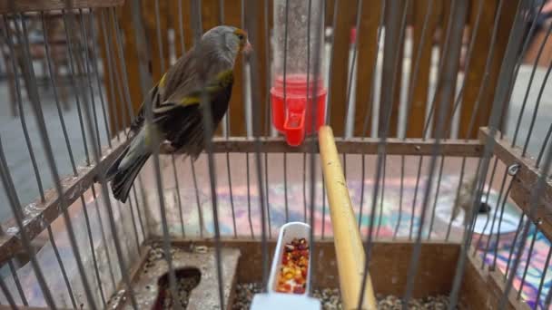 Cute Captive Hybrid Goldfinch Burung Berkibar Dalam Cage Footage — Stok Video