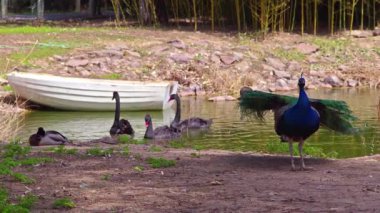 Çığlık atan tavus kuşu Göl kıyısında kanatlarını kaldırır.