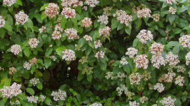 Bahar Çiçeği Alyssum ve Yaprakları Görüntüsü.