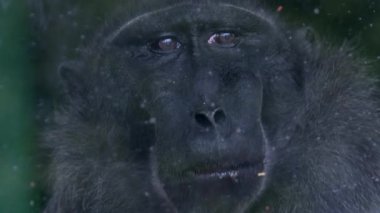 Yalnız Macaque Maymunu Cam Kafes Arkasında Yemek Yiyiyor.