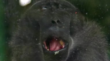 Lonely Macaque Monkey Eating Behind Glass Cage Footage.