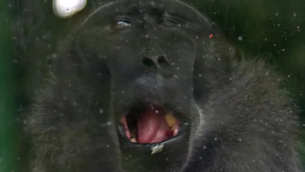 Macaco Macaco Solitário Comendo Atrás Filmagem Gaiola Vidro — Vídeo de Stock