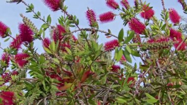 Yaz Kırmızı Callistemon Citrinus Çiçek Görüntüsünü Kapat.