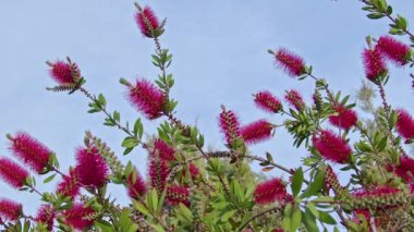 Yaz Kırmızı Callistemon Citrinus Çiçek Görüntüsünü Kapat.