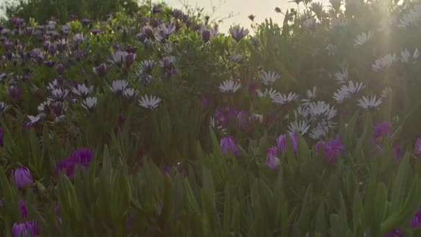 关闭夏季紫罗兰花园 — 图库视频影像