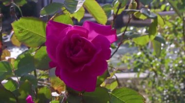 Yazın Kırmızı Mor Gül Çiçeği Yakın plan.