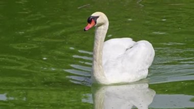 Yeşil Renkli Gölde Yüzen Beyaz Yalnız Kuğu Su Görüntüsü.