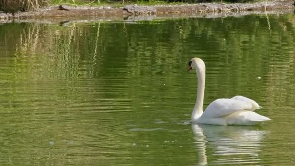 White Lonely Swan Floating Green Color Lake Water Footage — Stockvideo