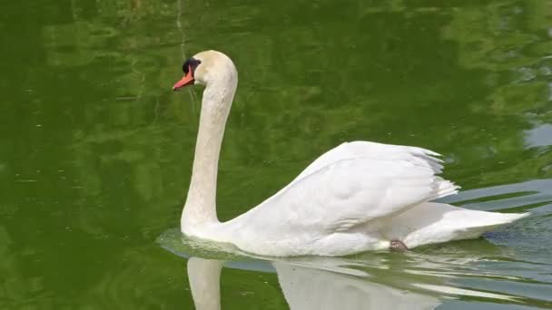 White Lonely Swan Floating Green Color Lake Water Footage — Stock Video