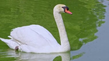 Yeşil Renkli Gölde Yüzen Beyaz Yalnız Kuğu Su Görüntüsü.