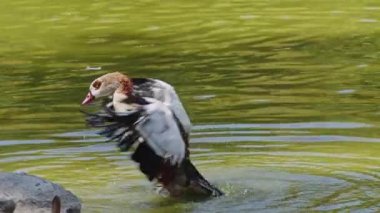 Brown Egypt Duck Bathing in Green Lake and Flapping Its Wings Dry.